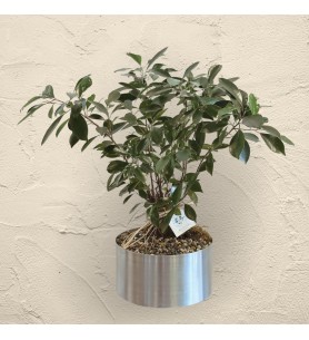 Bonsai